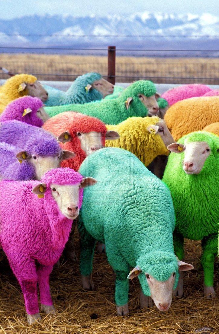 The next morning, the sheep awoke. They looked around and saw the other sheep, all with a different color. At first they didn't recognize their friends. They were shocked. "Where am I?