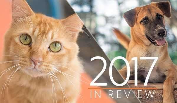 2017 will go down as a year which saw Soi Dog Foundation hit by tragedy and yet, it was also the year your support broke all records in terms of the number of animals helped.