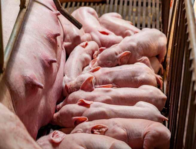 Hypothesis: The objective of the study was to investigate if the oral meloxicam administration to sows during farrowing reduces pain and infection and increases the well-being as well as the suckling