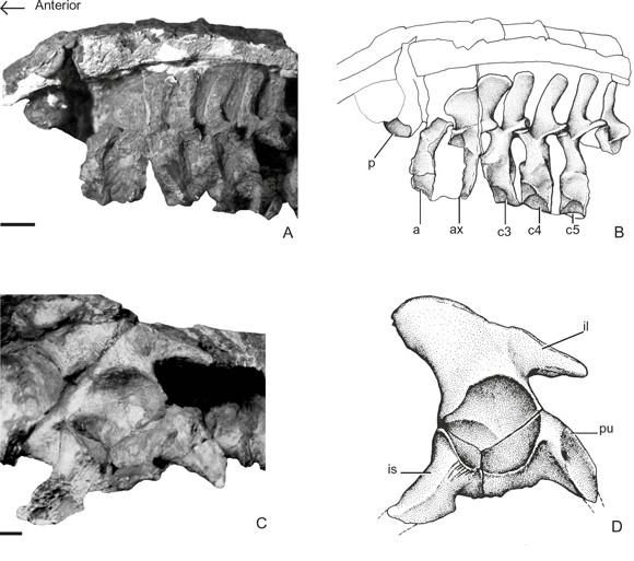 Figure 2. Neoaetosauroides engaeus Bonaparte.