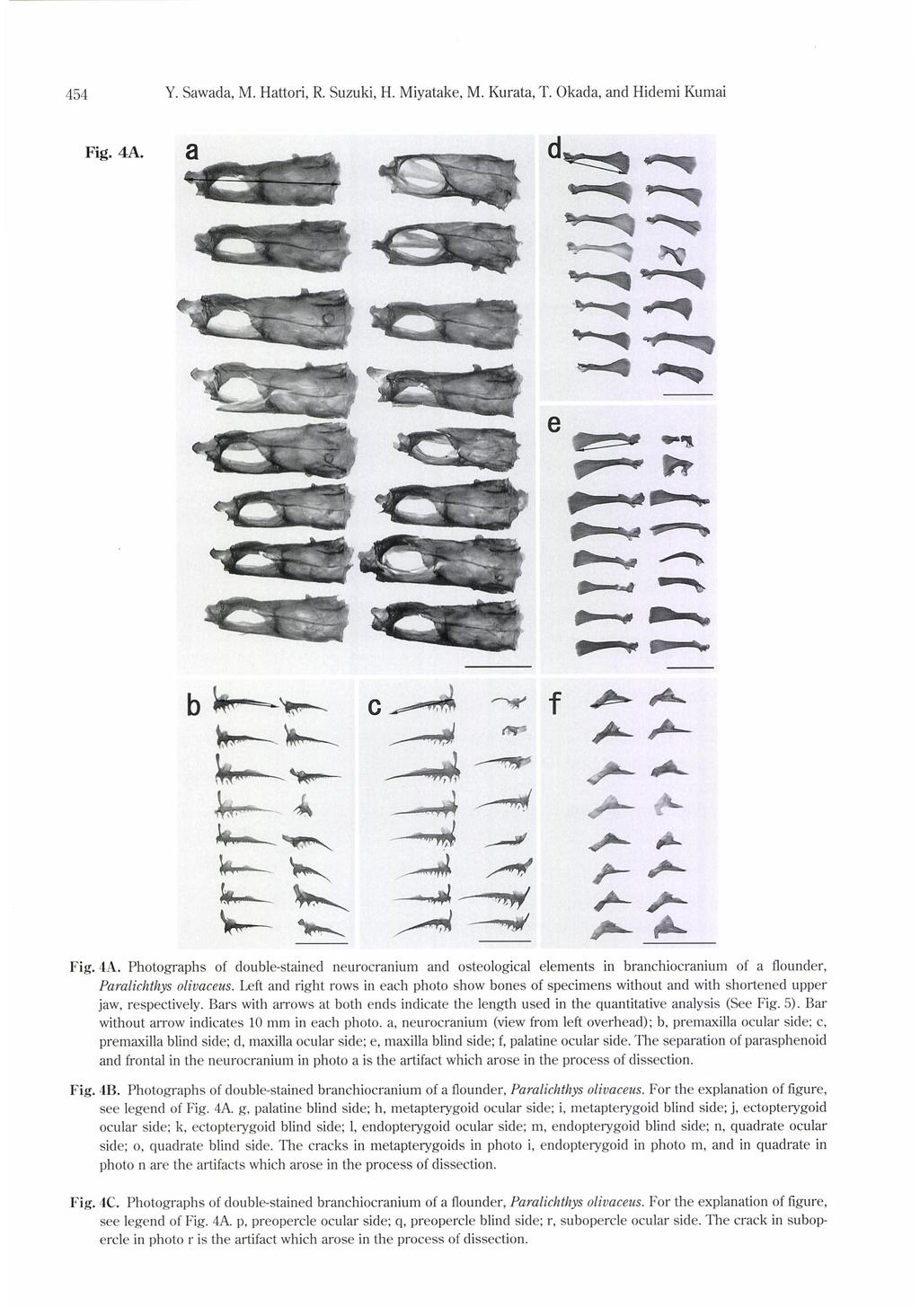 Y. Sawada, 454 Fig. 4A. Photographs of M. Hattori, double-stained R. Suzuki, H. Miyatake, neurocranium and M. Kurata, osteological T.