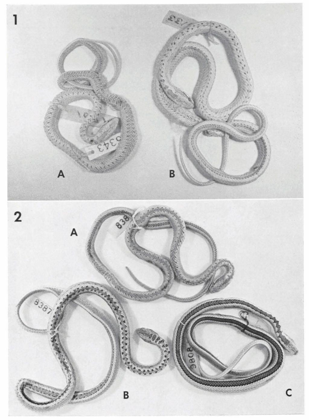 ZOOLOGISCHE MEDEDELINGEN 48 (17) PL. 1 Fig. 1. Type specimens of Tachymenis surinamensis Dunn. A. Paratype, FMNH 65343. B.