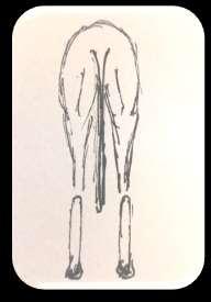 Limbs: Hindquarters