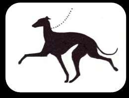 Acceptable: Typical Italian Sighthound outline with lift and slight bend of pastern, without being too extreme.