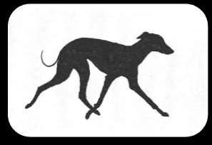 !! (but very often seen!) Fault: This dog is higher behind than in the front which gives a completely wrong outline.