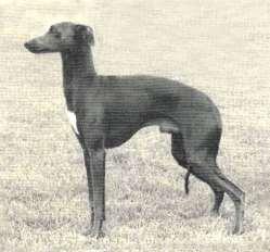 the Whippet or the Greyhound (and absolutely nothing similar to a Miniature Pinscher!) The Italian Sighthound must be high on its legs and never short legged.