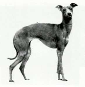 Correct Too long in loin and too low on legs A too long dog which only gives the