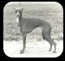 Correct angulations in front and rear. Elegant dog of excellent type.
