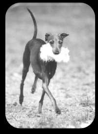 The Italian Sighthound must be curious and awake towards things around and should absolutely not stand still like a zombie when being shown. The gentle lively character is very typical for the breed.