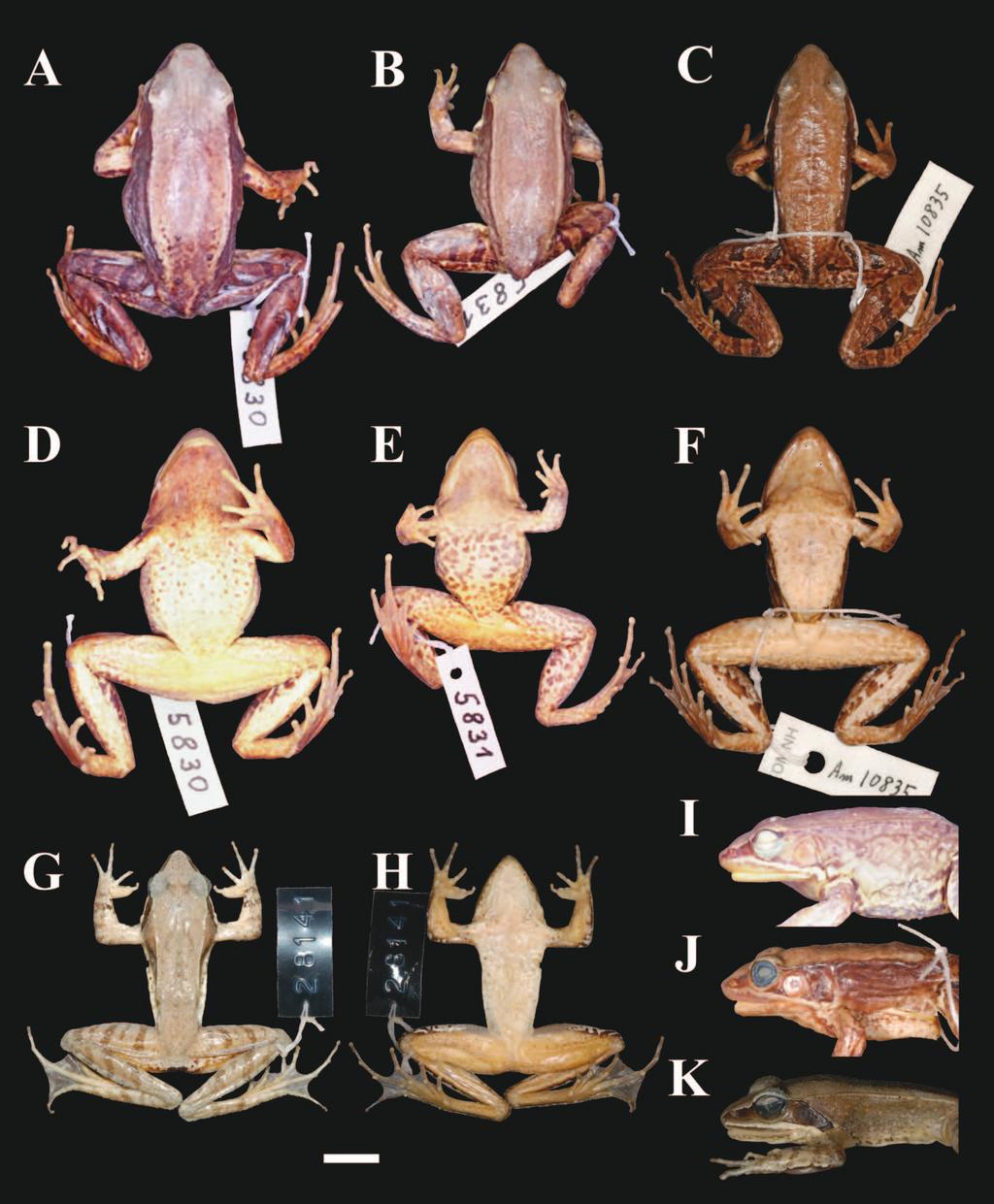 Identity of a Ranid Frog 201 Fig. 1. Dorsal (A C, G), ventral (D F, H), and lateral (I K) views of R. okinavana (A, D=lectotype, B, E, I=paralectotype), R.