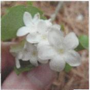 WHAT IS A MAYFLOWER? The Mayflower, for which the ship of the Pilgrims is named, is Epigaea repens. It is better known as Trailing Arbutus.