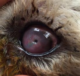 This makes it more susceptible to serious injury such as corneal ulceration, which, particularly in the Pug, can lead to deep ulceration and even perforation and