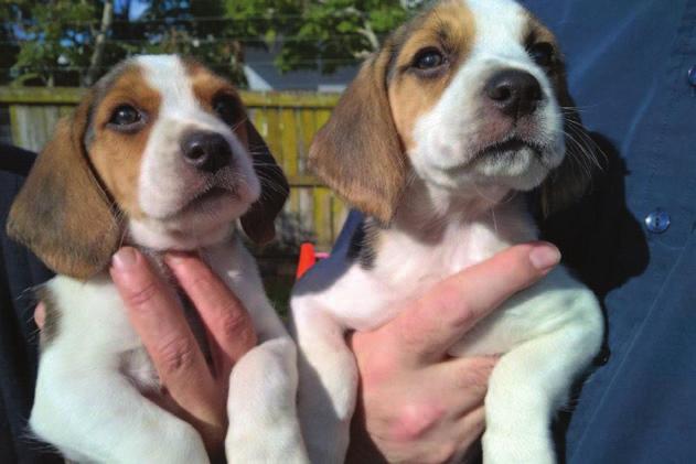 It all started in the USA in 1984 when the USDA set up a pilot programme called the Beagle Brigade.