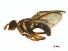 QUEENSLAND FRUIT FLY UPDATE Background: The Queensland Fruit Fly is a native of Australia where it is considered to be the country s most serious insect pest of fruit and some vegetable