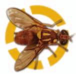 This is the first time that a breeding population of the Queensland Fruit Fly had been found in New Zealand. MPI immediately established two circular control areas of 1.5km and 3.