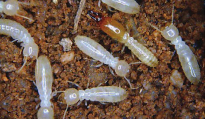 Biosecurity Pest Alert Australian Subterranean Termite Termites which are native to New Zealand are generally not considered a significant pest.