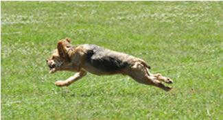 Benji earned his Coursing Ability (CA) title.