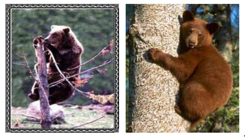 Bear Myth Grizzlies Can t Climb Trees. WRONG! Can you tell which is a grizzly and which is a black bear? Both can climb trees!