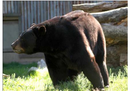 Bear Identification Black Bear vs.