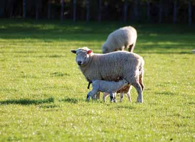 Management of In-lamb Ewe Hoggets Johnny Atkins BVSc If you have decided to mate your ewe hoggets this year then you have started the journey to producing their first lambs.