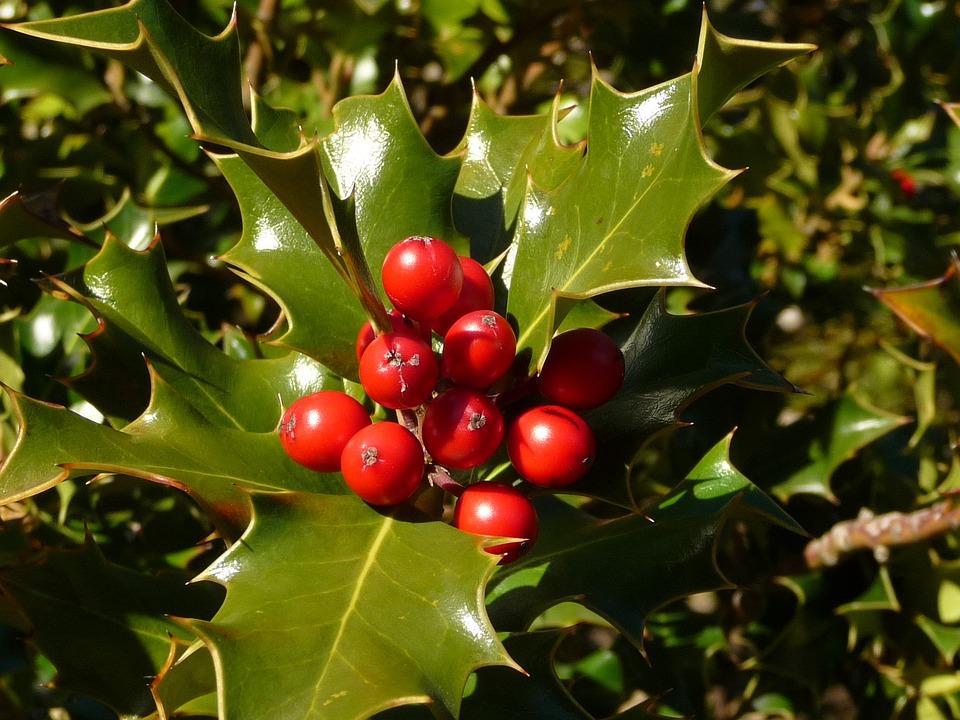 Holly-leaved Redberry Names: Cindy