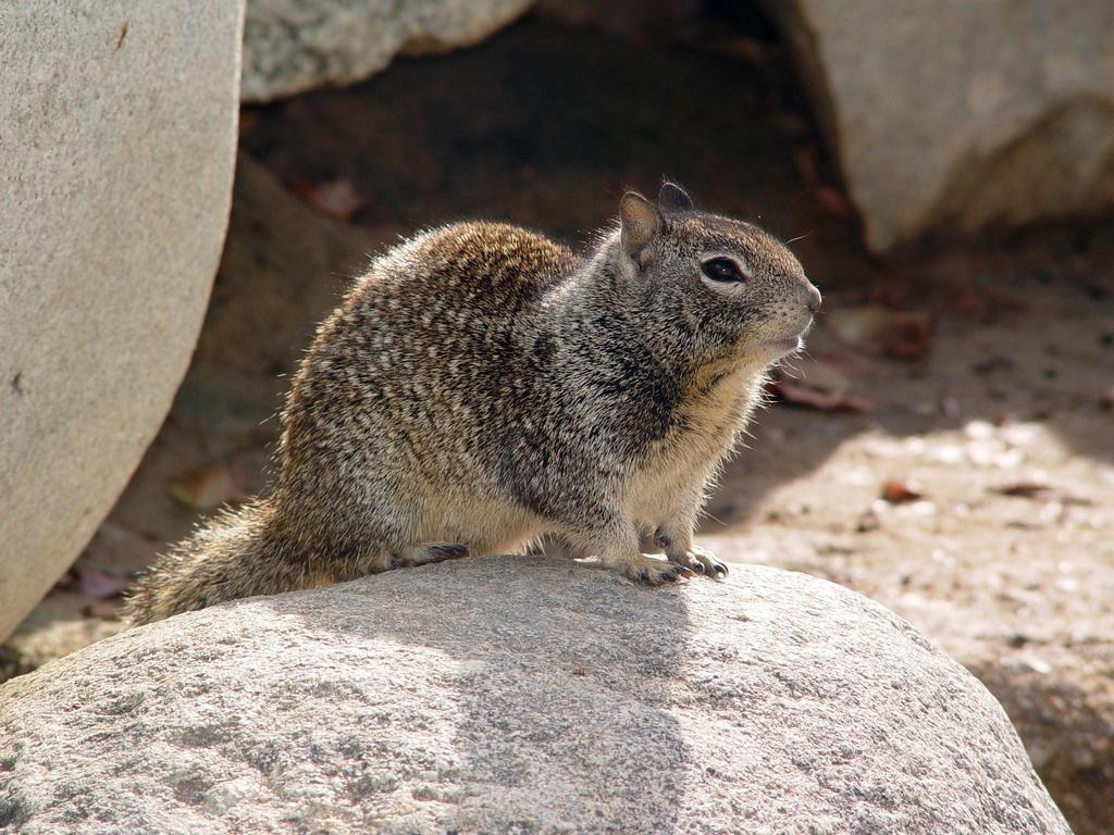 Ground Squirrels Name:Cindy Wang Ground Squirrels eat