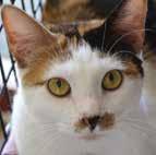 Follow the litter on I have been told I am as lovely as they come and a real joy to be around! Just one friendly pet and I turn on my "purr." To see more adoptables, visit animalcenter.