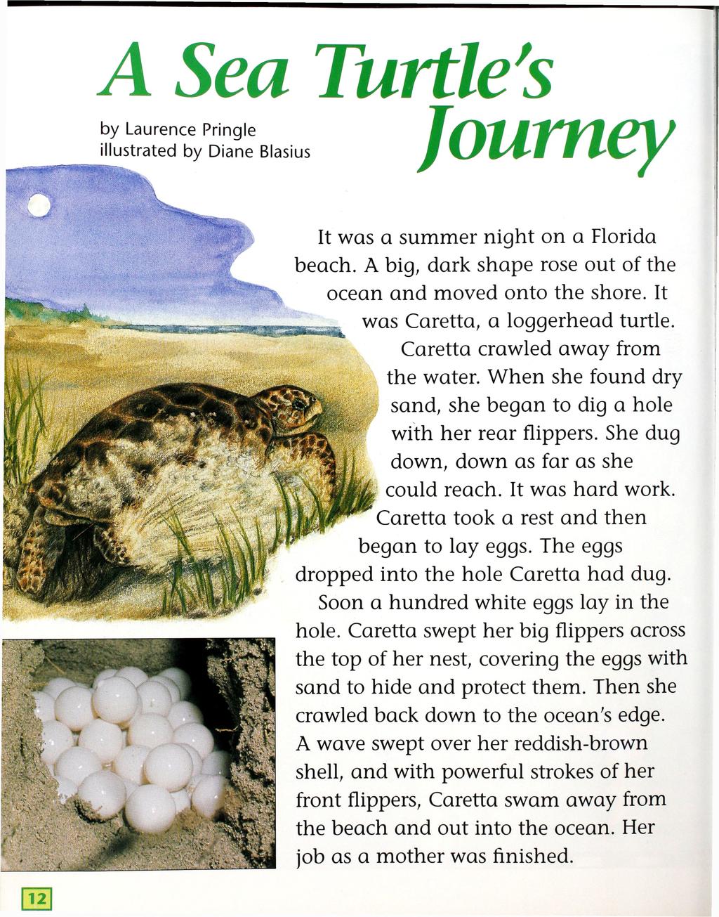 A Sea Turtle's by Laurence Pringle illustrated by Diane Blasius It was a summer night on a Florida beach. A big, dark shape rose out of the ocean and moved onto the shore.