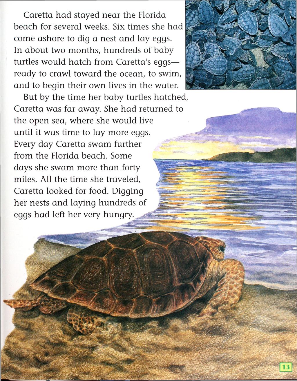 Caretta had stayed near the Florida beach for several weeks. Six times she had come ashore to dig a nest and lay eggs.