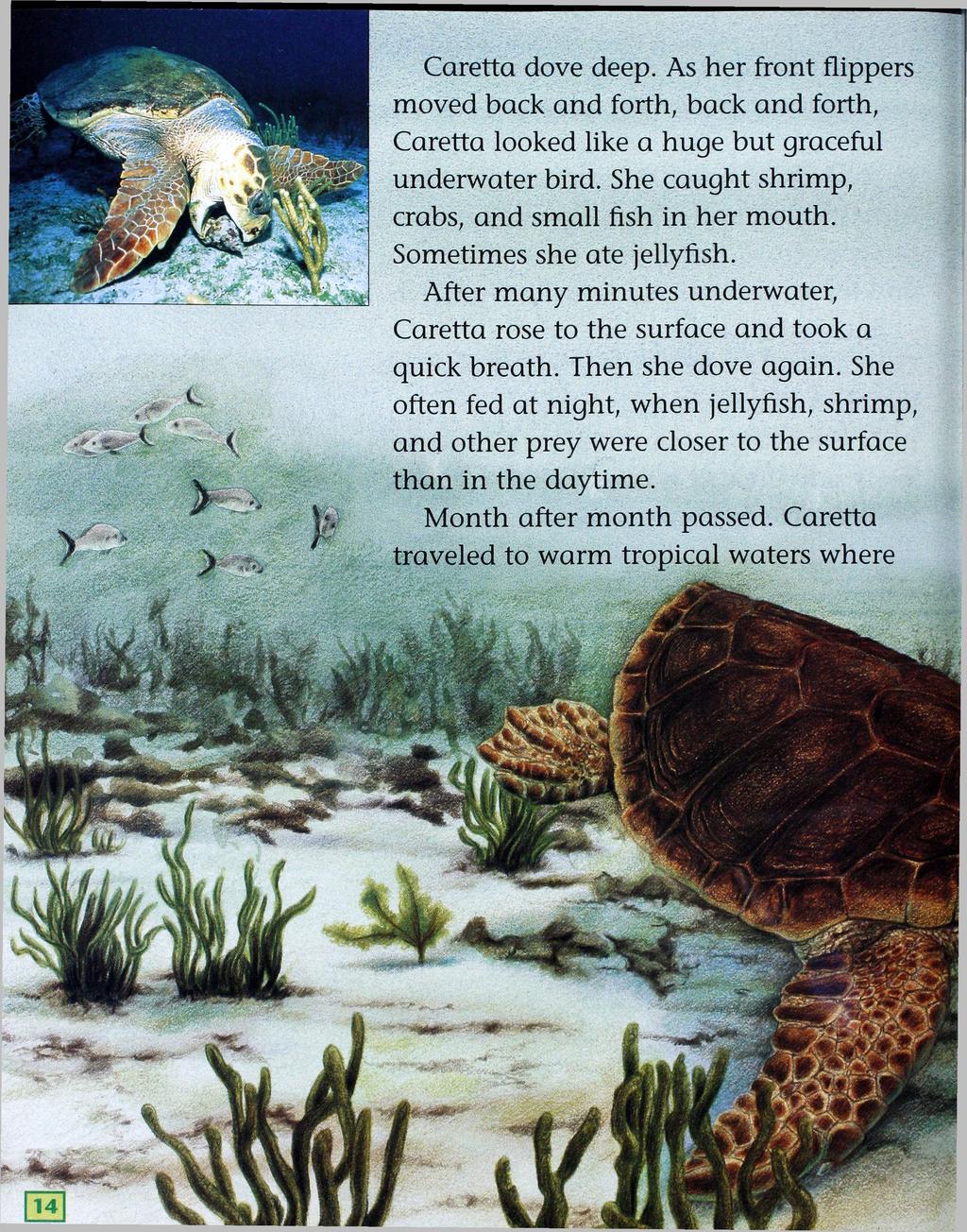 Caretta dove deep. As her front flippers moved back and forth, back and forth, Caretta looked like a huge but graceful underwater bird. She caught shrimp, crabs, and small fish in her mouth.