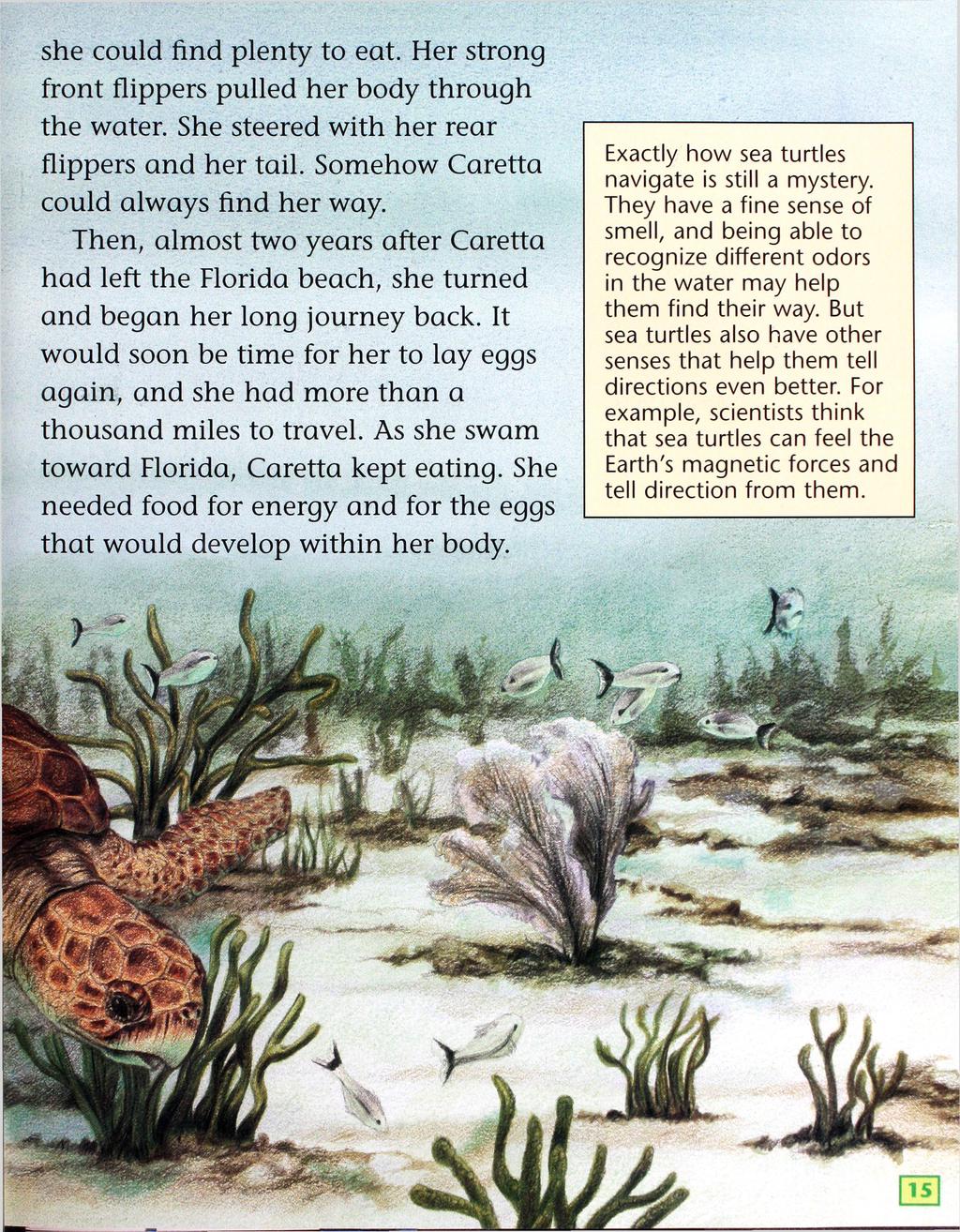 she could find plenty to eat. Her strong front flippers pulled her body through the water. She steered with her rear flippers and her tail. Somehow Caretta could always find her way.