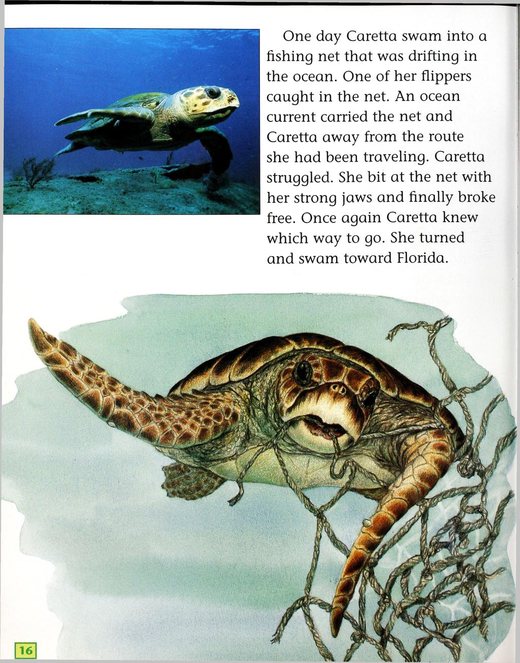 One day Caretta swam into a fishing net that was drifting in the ocean. One of her flippers caught in the net.