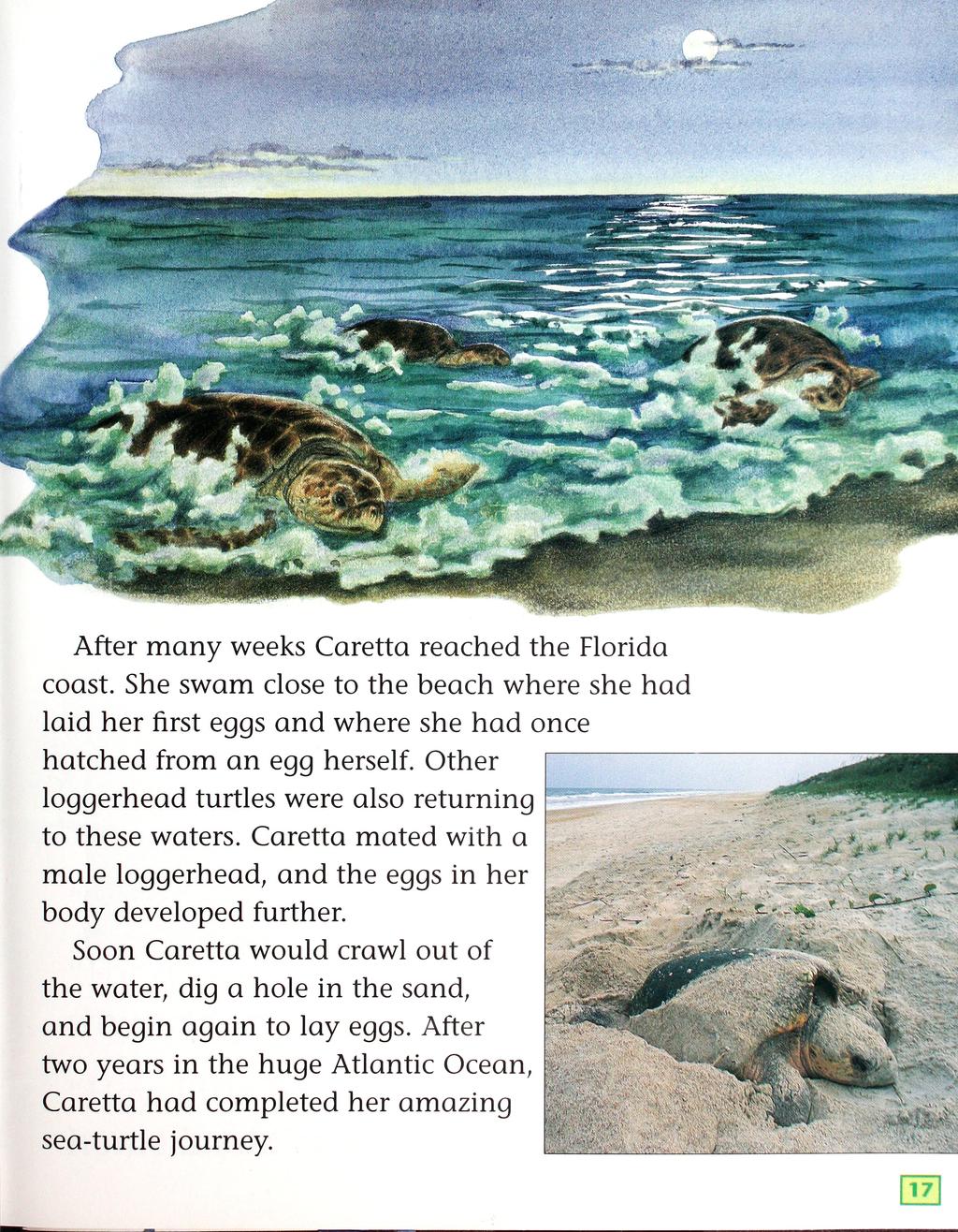 After m any weeks Caretta reached the Florida coast. She swam close to the beach where she had laid her first eggs and where she had once hatched from an egg herself.