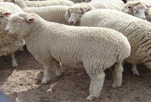 Wean more lambs
