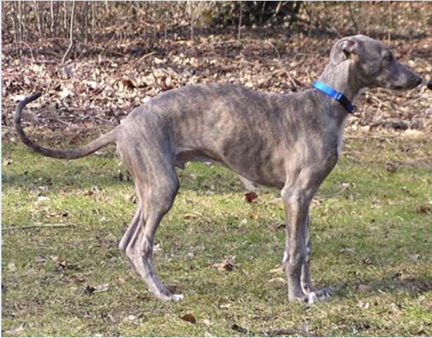 Greyhound Hereditary Neuropathy (also: Hereditary Polyneuropathy) Onset: 3 9 months of age Generalized muscle weakness Exercise intolerance bunny-hopping gait Absence