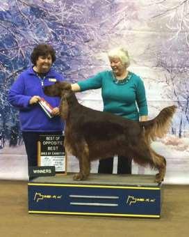 Page 4 Members Brags - Continued Gloria Askins Legacy Setters Legacy's Sharp Dressed Man - "Blaze" went WD, BBE Best of Breed & Best Opp. Sex at Clemson Kennel Club this past weekend.