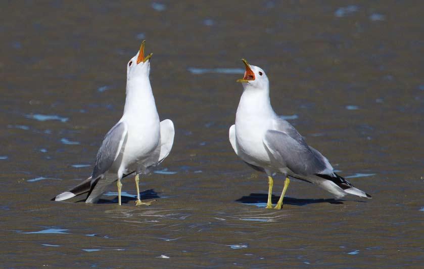 Identification of the Larus canus complex Peter Adriaens & Chris Gibbins Recent decades have seen a wealth of new information published on the identification and taxonomy of the so-called large