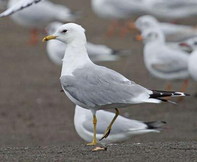 Note clean white head in midwinter (with just a few indistinct brownish streaks on hindneck), yellowish bill and legs and very small white primary tips (matching those of second-cycle nominate canus).