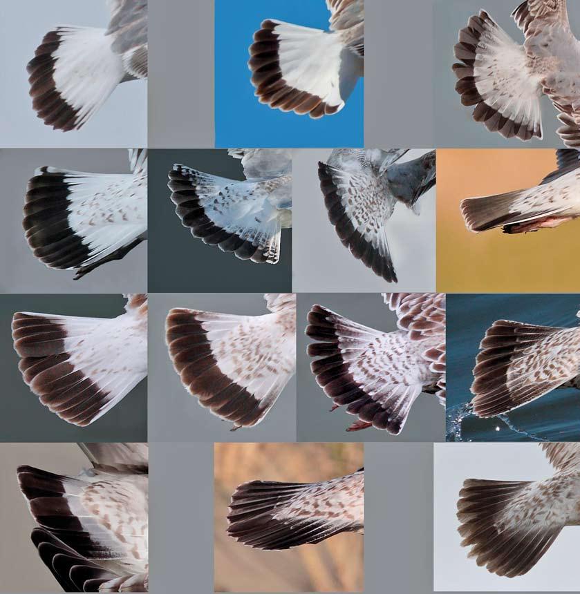FIGURE 4 Tails of first-cycle Mew Gulls / Stormmeeuwen Larus canus.