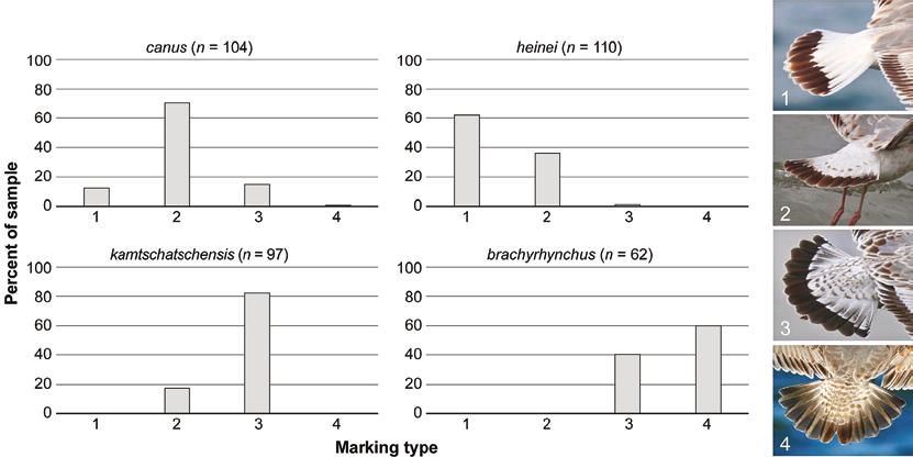 canus (n=104) heinei (n=110) percent of sample kamtschatschensis (n=97) brachyrhynchus (n=62) marking type Figure 7 Frequency of different types of markings on the uppertail-coverts of Mew Gull Larus