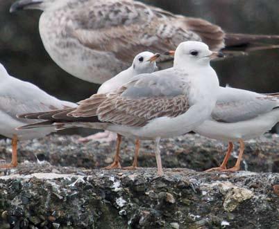 72 74 73 75 72 Common Gull / Stormmeeuw Larus canus canus, first-cycle, Oldmeldrum, north-eastern Scotland, 9 August 2014 (Chris Gibbins).