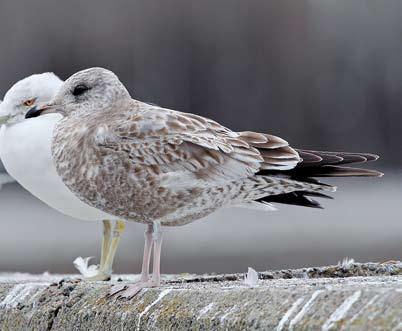 Pattern of undertail-coverts continues across vent and reaches legs. Black-tailed Gull allows useful size comparison, showing bird s large size.