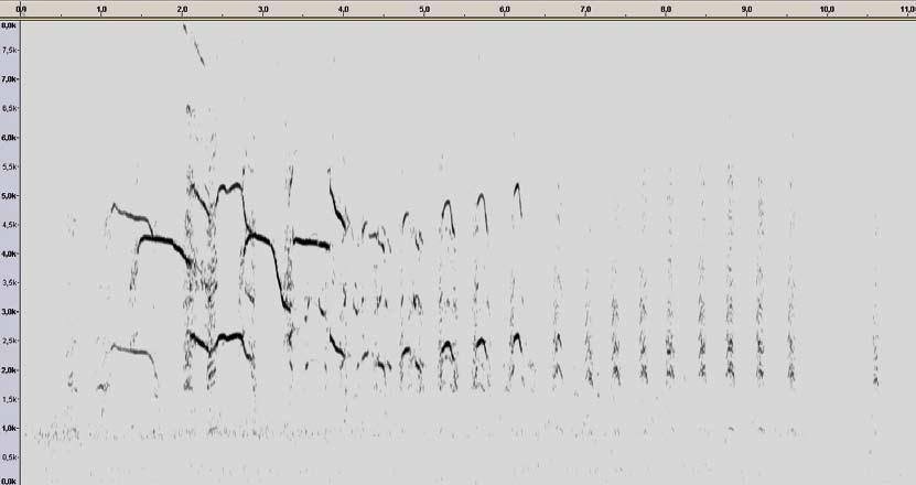 Figure 11 Long call of Kamchatka Gull / Kamtsjatkastormmeeuw Larus canus kamtschatschensis, adult, Gangneung, South Korea, 29 December 2015 (Chris Gibbins).
