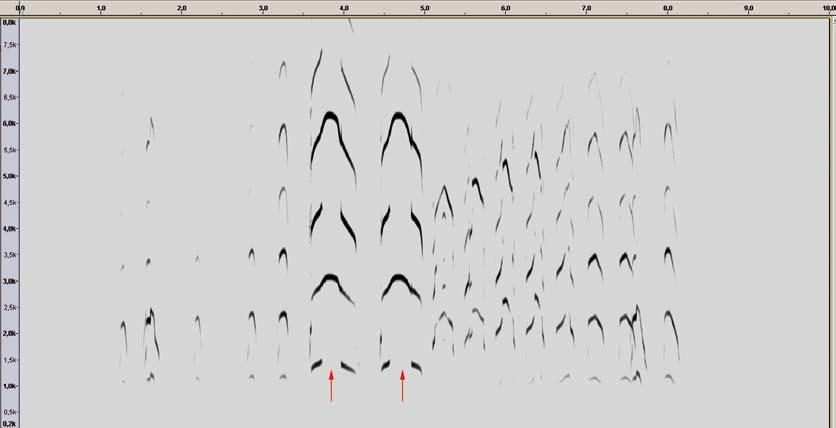 drawn-out notes Figure 12 Long call of Short-billed Gull / Amerikaanse Stormmeeuw Larus (canus) brachyrhynchus, adult, Watson lake, Yukon, Canada, 2 June