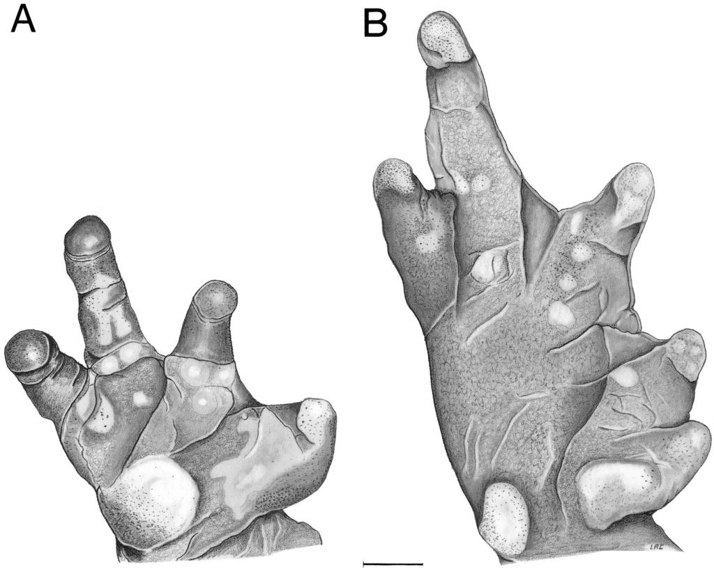 238 HERPETOLOGICA [Vol. 58, No. 2 FIG. 7. Ventral view of (A) right hand and (B) right foot of holotype of Atelopus nanay. Scale 1 mm. TABLE 3.