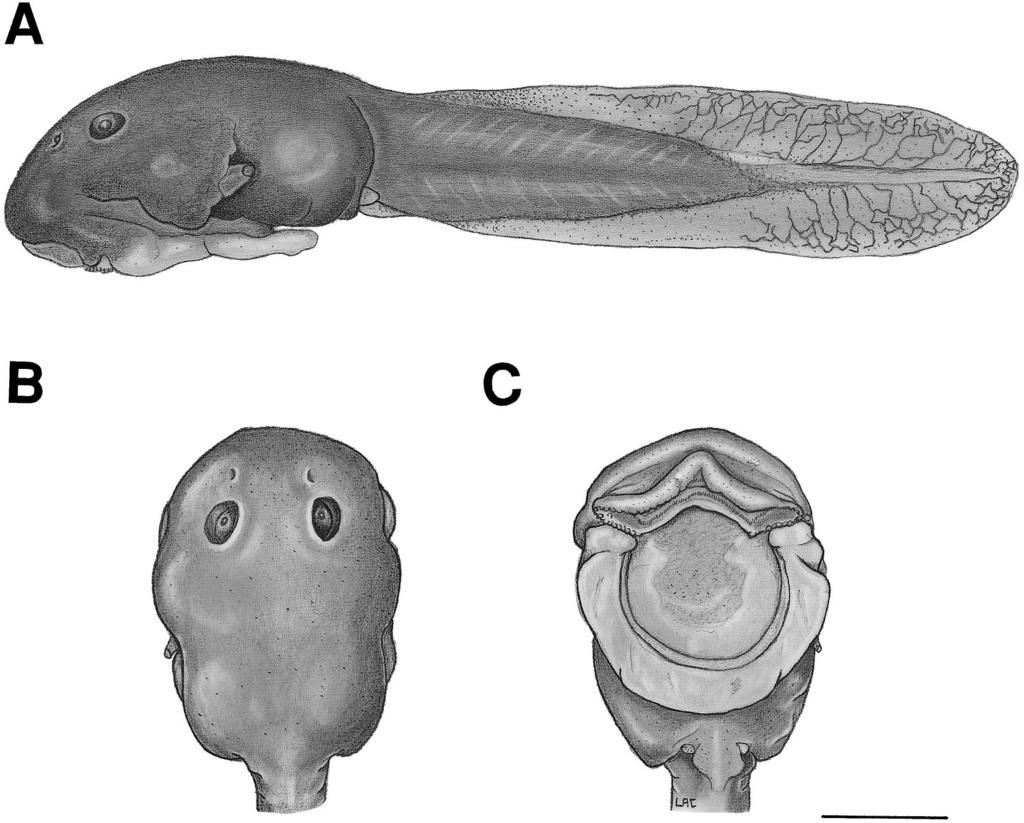 June 2002] HERPETOLOGICA 239 FIG. 8. Tadpole of A. nanay (QCAZ 3672): (A) lateral, (B) dorsal, and (C) ventral views. Scale 2 mm.