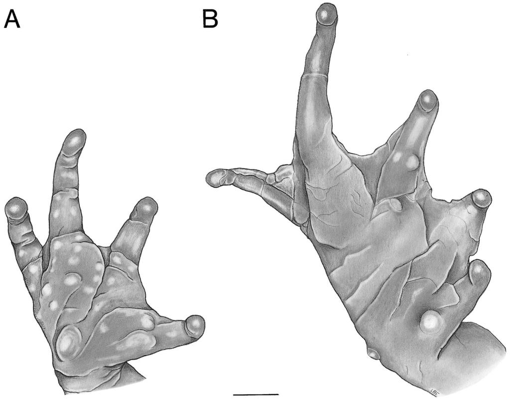 234 HERPETOLOGICA [Vol. 58, No. 2 FIG. 3. Ventral view of (A) right hand and (B) right foot of paratype (KU 178389, female) of Atelopus guanujo. Scale 2 mm.