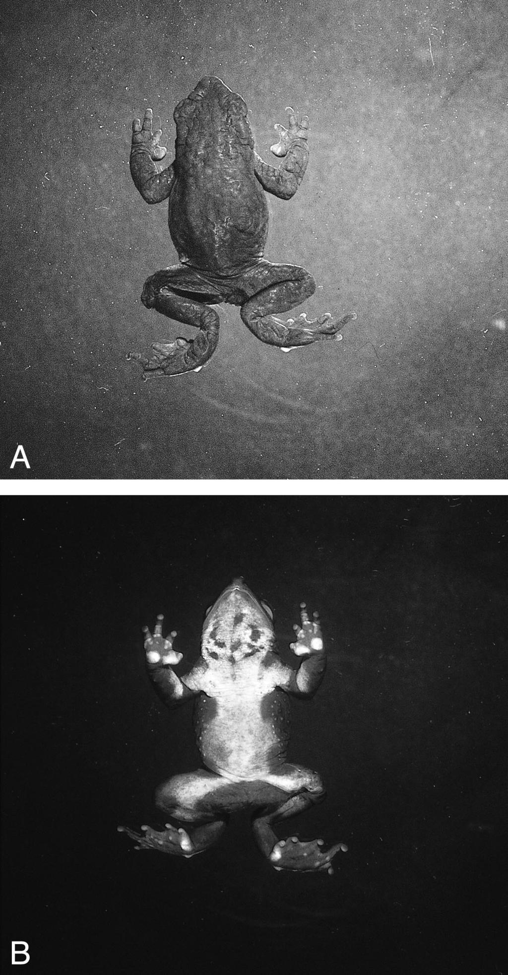 June 2002] HERPETOLOGICA 237 FIG. 6. Holotype of Atelopus nanay: (A) dorsal and (B) ventral views. Male SVL 24.4 mm. black and lacks a conspicuous pupilary ring. Measurements (in mm): SVL 24.