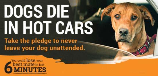 au Responsible Pet Ownership: Dogs in Hot Cars It takes just six minutes for a dog to die in a hot car!