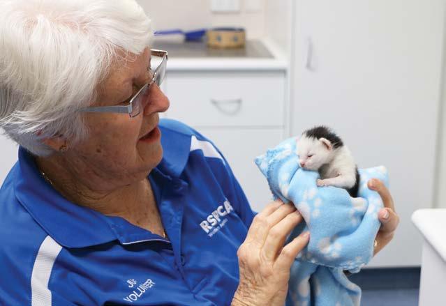 June Bartlett has been a kitten foster carer for over 7 years, caring for almost 300 neonatal kittens, opening up her home and heart to give these kittens the best chance of survival.